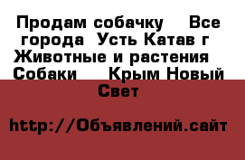 Продам собачку  - Все города, Усть-Катав г. Животные и растения » Собаки   . Крым,Новый Свет